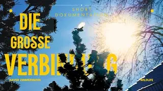 Die große Verbindung | Wildlife Short Documentation