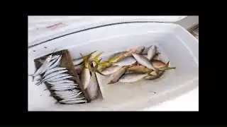 Yellowtailing | First Choice Charters | Red Rum Fishing