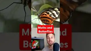 Moth and Butterfly differences