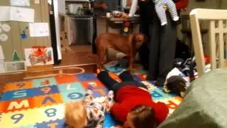 Christmas zerberts