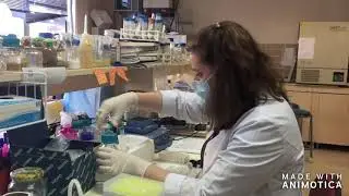 GENETİK LAB.- SRY Geni Analizi 1.  Basamak: DNA İzolasyonu