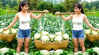 I Harvested Cauliflower & Sold It in the Market &mdash; Real Farmer Life!