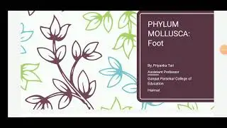 phylum mollusca modification of foot