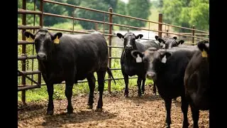 Webinar Recording: Cattle Markets, Margins, & Protection | Farm Credit Mid-America