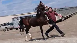 Great Canadian Dutch & Driving Horse Sale Stallion Parade 2017