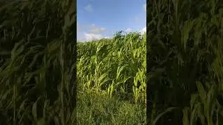 Comment the average height of Sorghum plants
