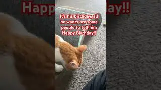 He&rsquo;s officially 1 year old!! #cat #cutecat #birthday #oneyear #kitty #fypシ゚viral #shorts