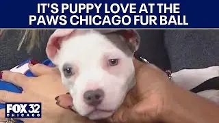 It's puppy love at the PAWS Chicago Fur Ball