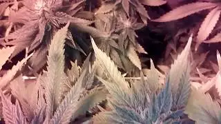 Update: 41 days Flo almost done