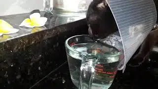 Cats in florida(1)  drinking water.   With a safety cone feom the vet