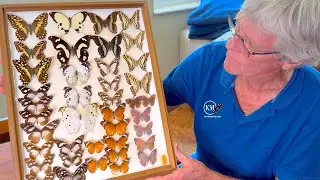 BEAUTIFUL AFRICAN BUTTERFLY COLLECTION FROM ZAMBIA 1960's