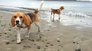 Boy and Girl Beagle Puppies on the Beach