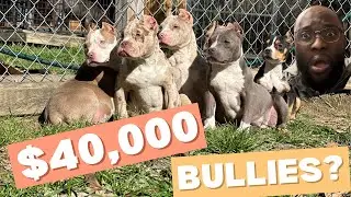 Щенки американского булли мерля за 40 000 долларов ЛЕГКО!