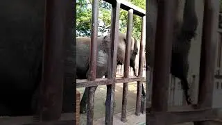 #Shorts || Karachi Zoo Elephant || PAK VLOG AND TECH