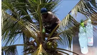 Harvesting Coconut/Palm wine in Africa Kenya