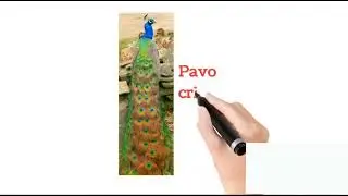 zoological name of animal