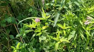 Developing pollinator patch in Pennsylvania