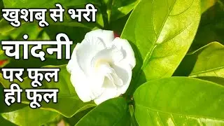 खुशबू वाली चांदनी पर ऐसे पाएं हजारों फूल|How to get more flowers on Chandni |Chandni fertilizer||