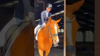 This 5yo boy by Totilas is glowing🤩☀️🔥 Wish you all an happy Easter🐣🐰! #horse #equestrianjourney