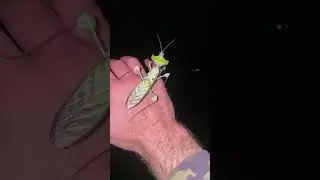 Devil&rsquo;s Flower Mantis Takes Flight