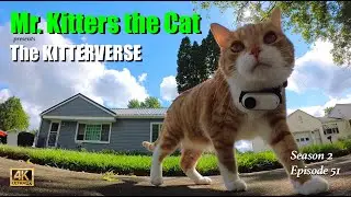 Mr. Kitters the Cat presents The Kittervese! in The Cats Meow! 📣🐈 Season 2 Episode 51