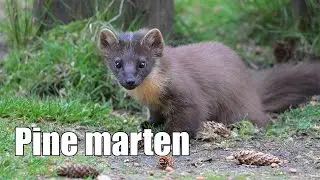 Pine marten hide