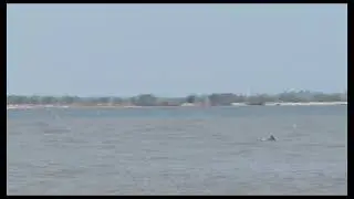 Dolphins swimming near the beach #antarvedi #dolphin #beachlife #nature #ocean 