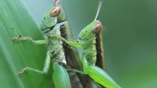 CANON EOS 700D Universal Close up (Macro) lens Sample Video