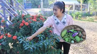 Pick fruits a round home for my recipe / Pick sapodilla fruit, mango, june plum fruit and other