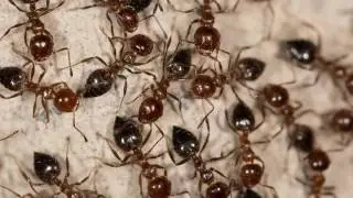Termite Control | Freehold, NJ - Freehold Pest Control, Inc.