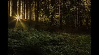 Relaxing Music - Calming Bass Guitar, Study, Meditation, Relaxation