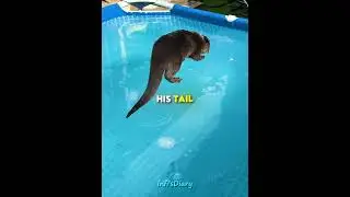 This otter was upset that the pool was frozen  (@Aty0730/TT) #shorts