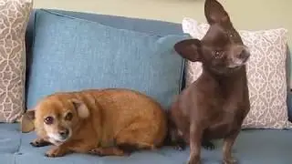 Cute Puppies