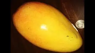 Golden Lippens Mango. A pleasant surprise.