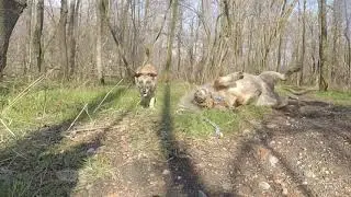 Le passeggiate relazionali a cavallo di ClydeTherapy Farm