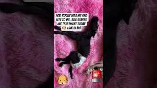 #hope#viral#trending#shorts#youtubeshorts#dogs #dog#puppy #dogrescue #pets