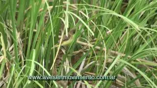 doradito comun (Pseudocolopteryx flaviventris)