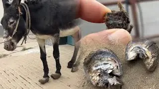 蹄長一尺高八吋陳年老蹄，修蹄匠利鏟啃硬蹄，實在是太難了真解壓！