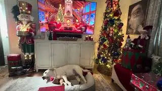 Worn out from Christmas morning fun. 