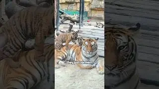 Tiger mother takes care of the baby#animals #funny #cute #tiger #mother #baby #motherlylove