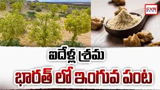 ఐదేళ్ల శ్రమ భారత్ లో ఇంగువ పంట  | Hing In Health And Farming | CVR News