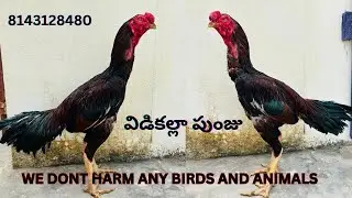 విడికల్లా పుంజు | సైజ్ 15.5 or 22.5 | cost 7000 | #aseel #roosterfarm #aseelfarm #aseelmurga #birds 