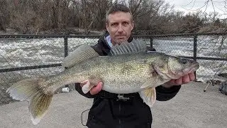 Spring River Walleye Fishing - Paid off with a HAWG
