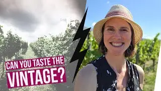 Why Wine Tastes Different Each Year – Explained!
