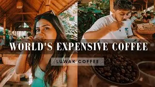 World's Most Expensive Coffee | Luwak Coffee | UBUD | Scapetwo