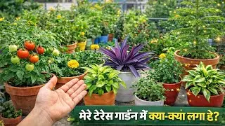 Terrace garden tour#trending#dailyvlog#viral#plantsvlog#homemaker#plantlover