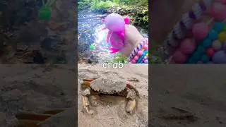 Учимся у ручья Вудленд | Названия морских животных для детей: медуза, омар, краб, пингвин, чайка