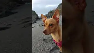 chiweenie look when he saw a big dog😬🐶 #pets #animals #shorts #dog