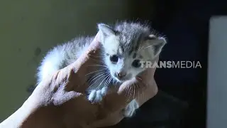 Anak Kucing Terjebak di Plafon Studio Foto | UJUNG-UJUNGNYA DAMKAR (18/11/25)
