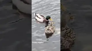 Just Two California Ducks on The American River #shorts #duck